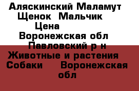  Аляскинский Маламут. Щенок (Мальчик). › Цена ­ 20 000 - Воронежская обл., Павловский р-н Животные и растения » Собаки   . Воронежская обл.